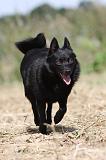 SCHIPPERKE 256